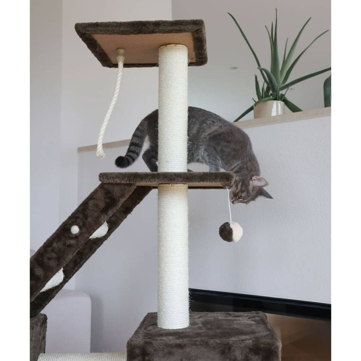 Katzenbaum mit einer Katze, die mit einem Spielzeug spielt. Katze ist grau mit Streifen. Weißer Wandhintergrund.