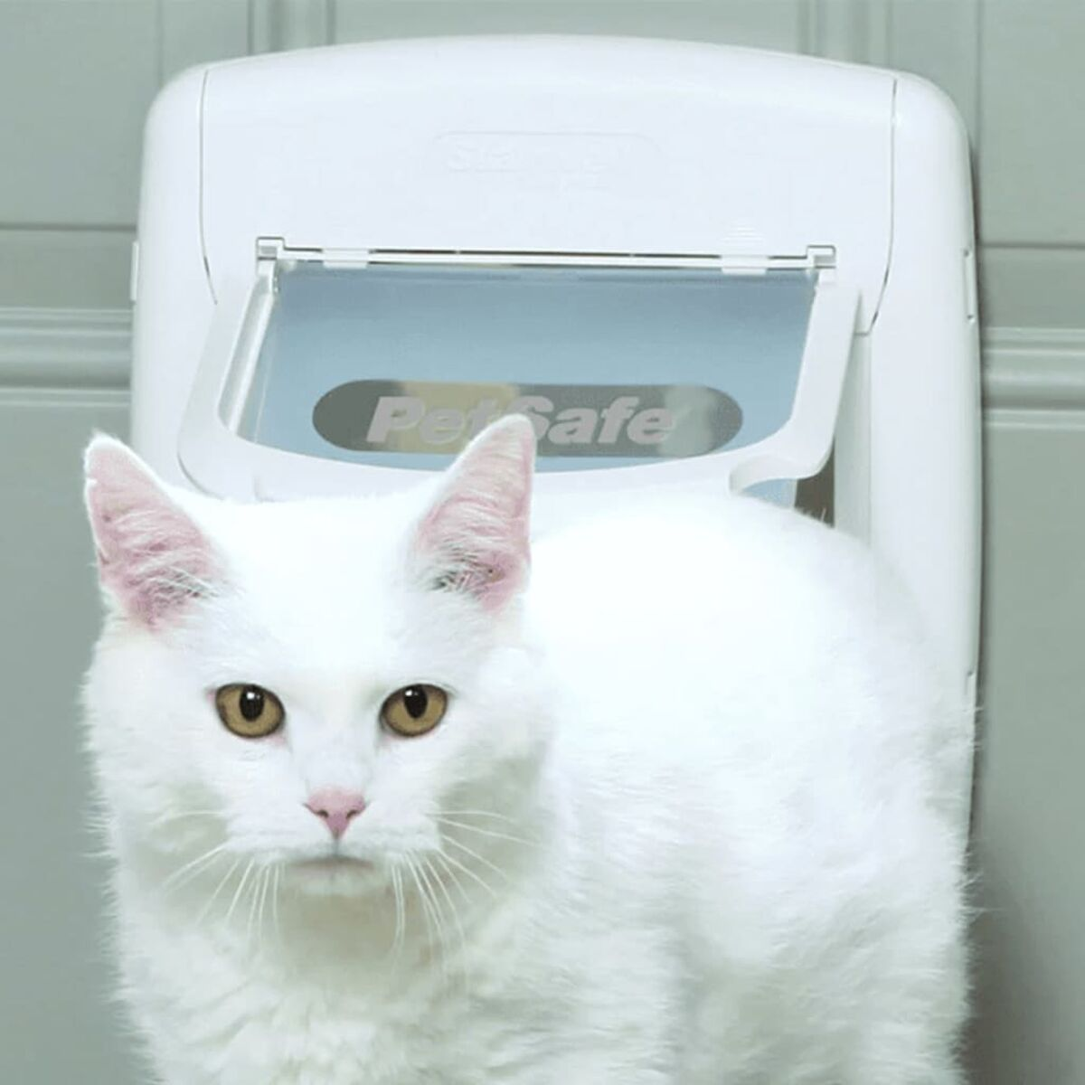 Weiße Katze blickt in die Kamera, im Hintergrund ein weißer Tierfutterspender.