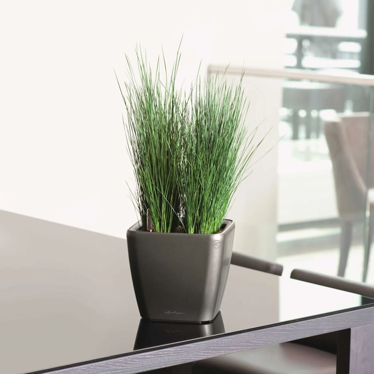 Pianta erbacea in vaso. La pianta ha lunghe foglie verdi ed è in un vaso grigio scuro.