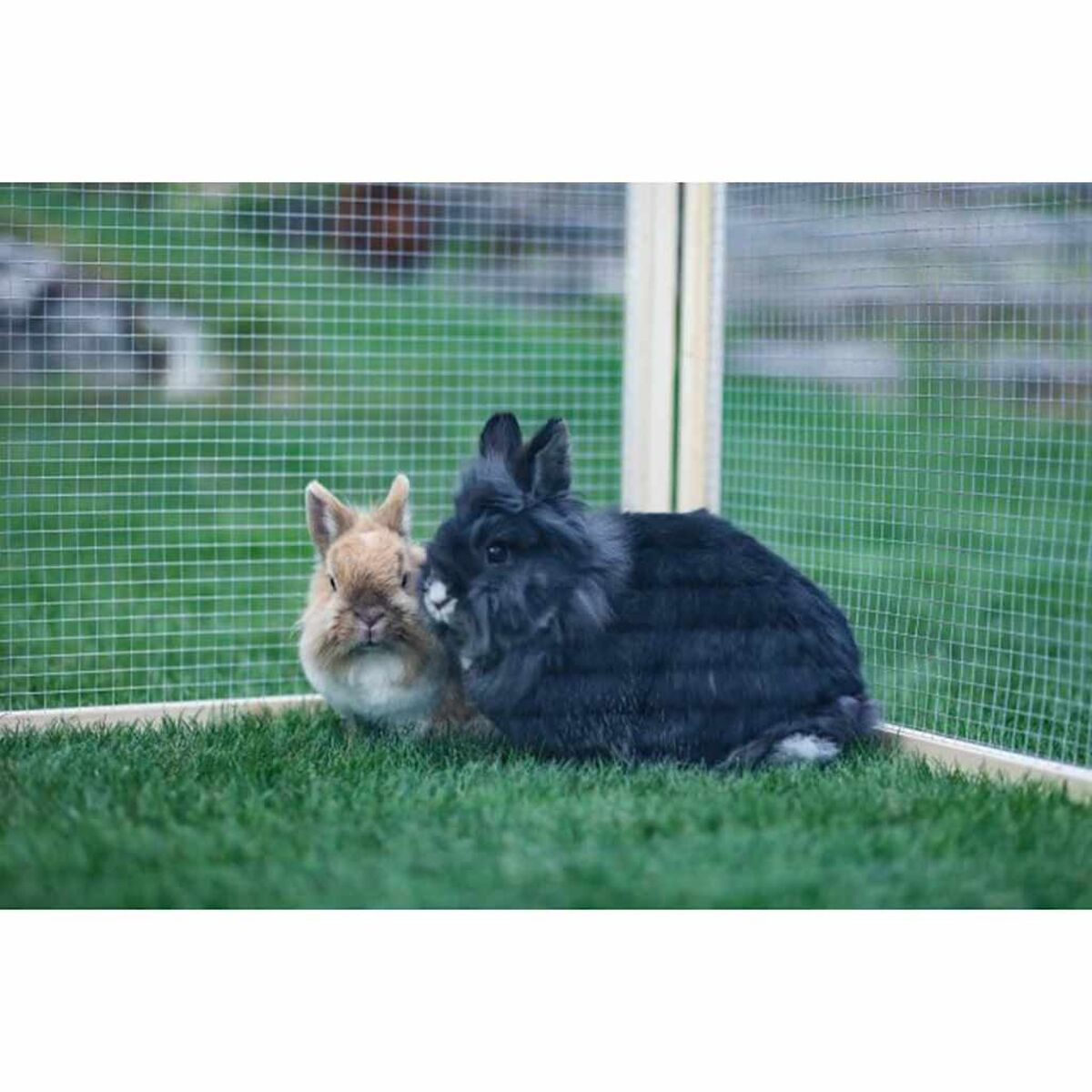 Zwei Kaninchen in einem Gehege. Eines ist hellbraun, das andere schwarz. Grünes Gras und Drahtgeflecht.