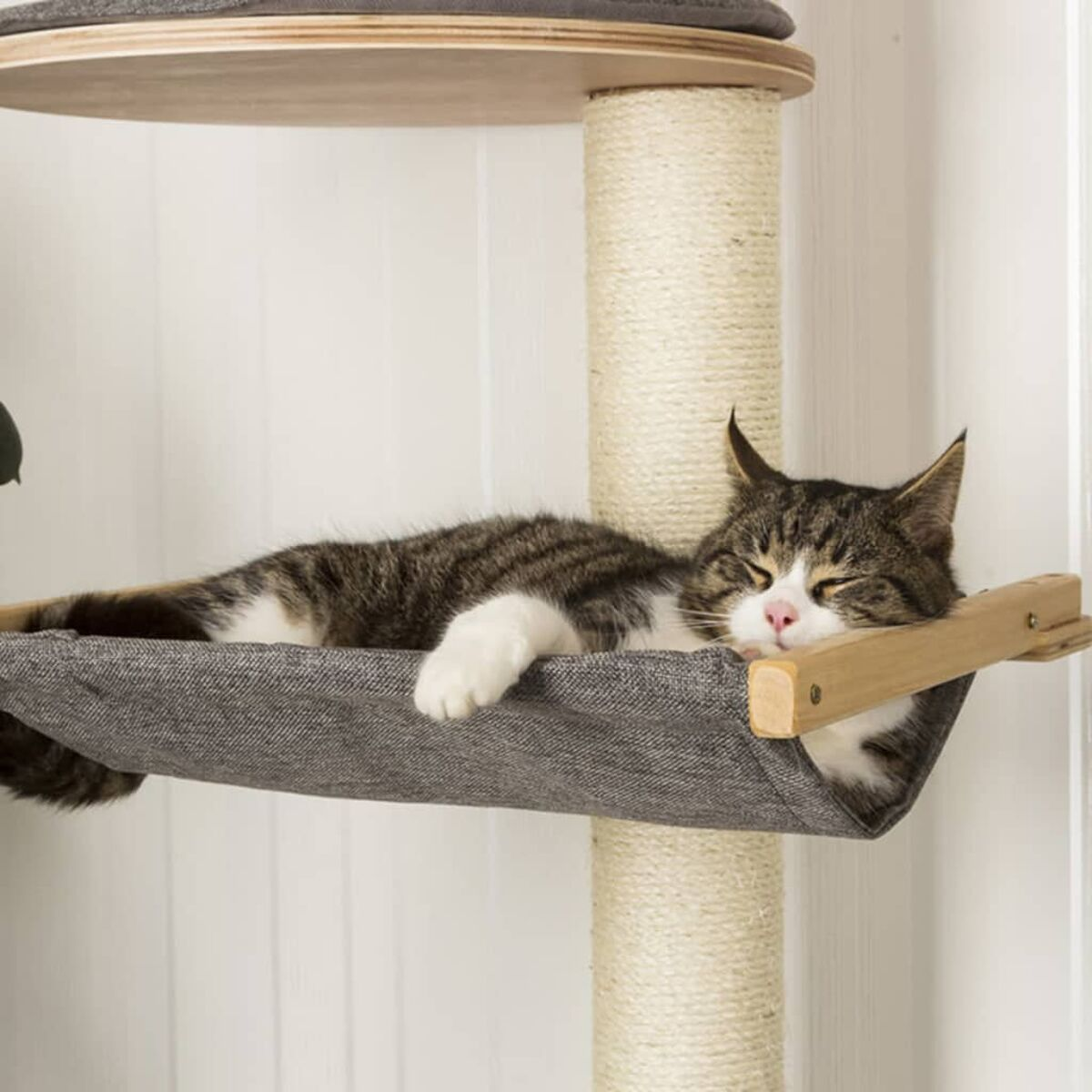 Getigerte Katze schläft in einer Hängematte auf einem Katzenbaum. Weißer Wandhintergrund.