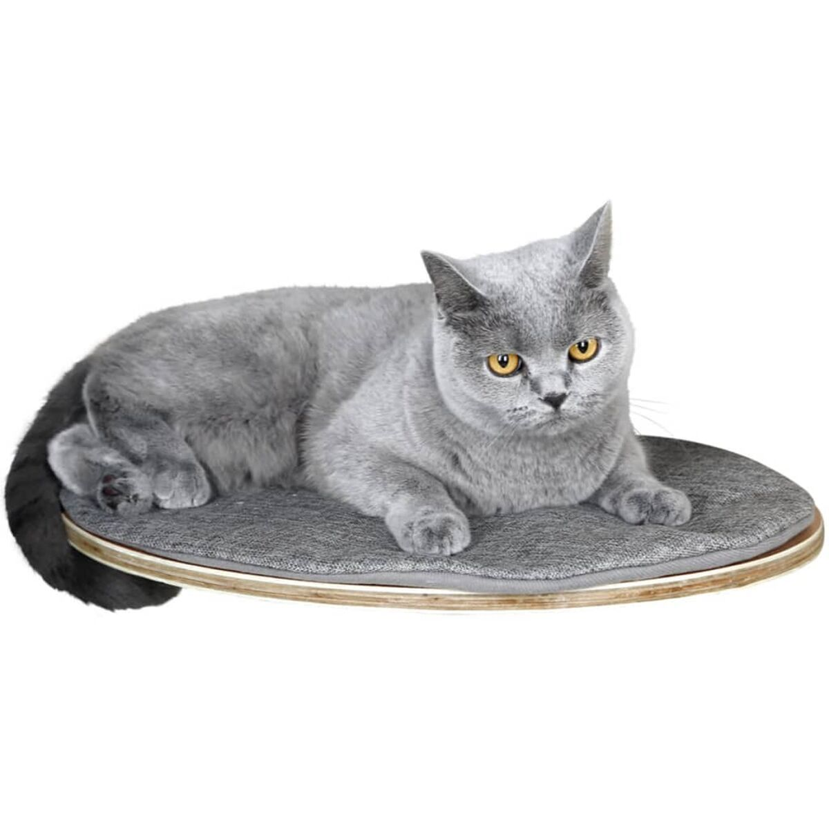 Graue Katze liegt auf einem runden, grauen Katzenbett mit Holzrand.