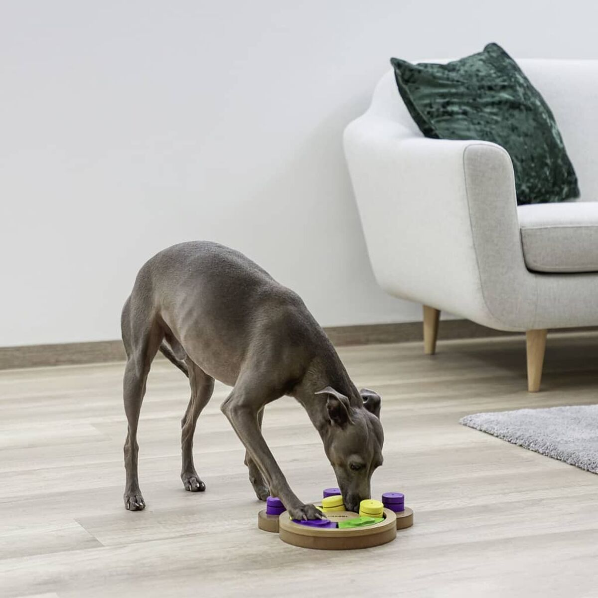 Ein Hund spielt ein Spiel. Es ist grau und hat eine lange Nase.