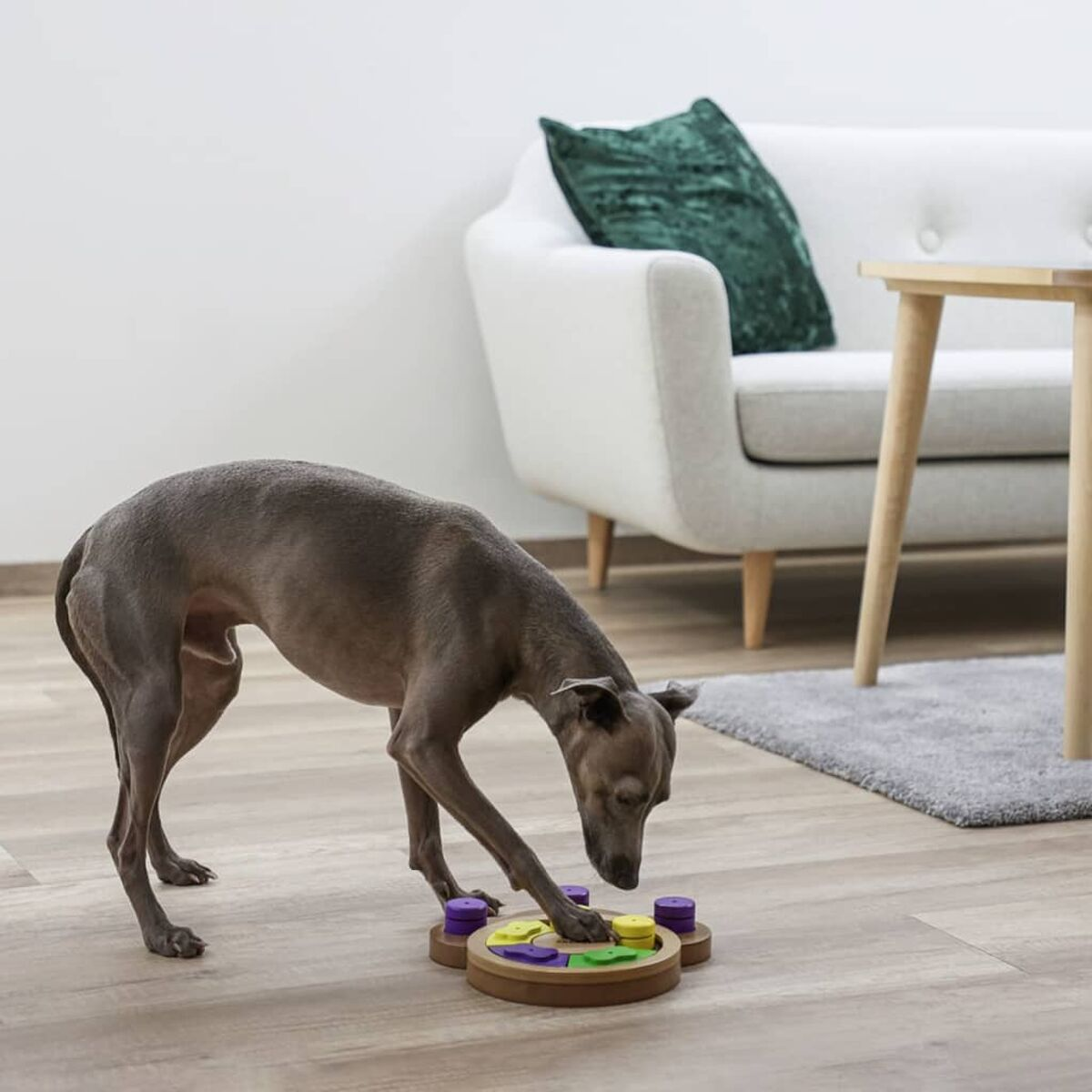 Grauer Hund spielt mit Puzzle auf dem Boden, neben weißem Sofa und Holztisch.