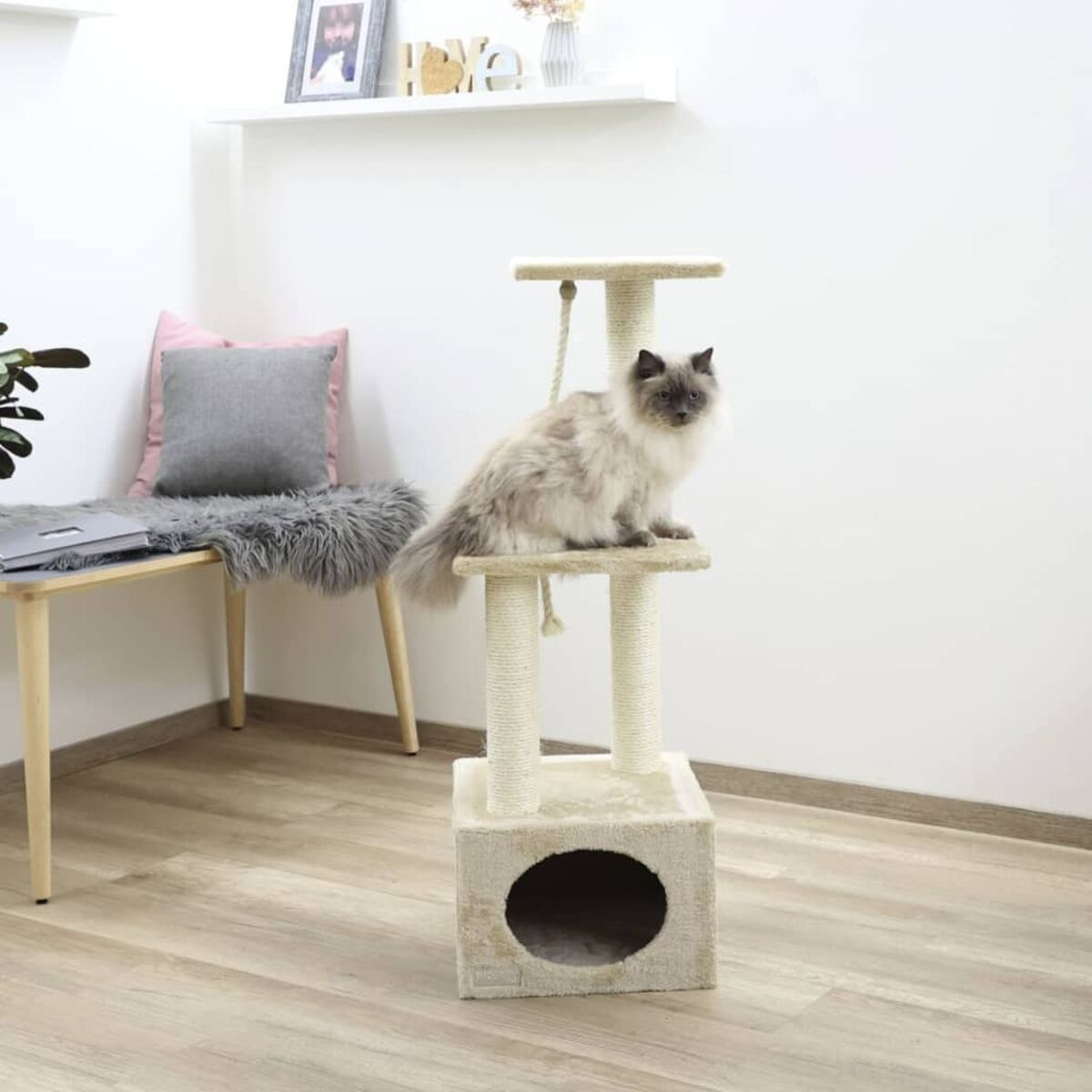 Katze auf einem mehrstöckigen Katzenbaum. Eine Bank und Kunstwerke sind im Hintergrund.