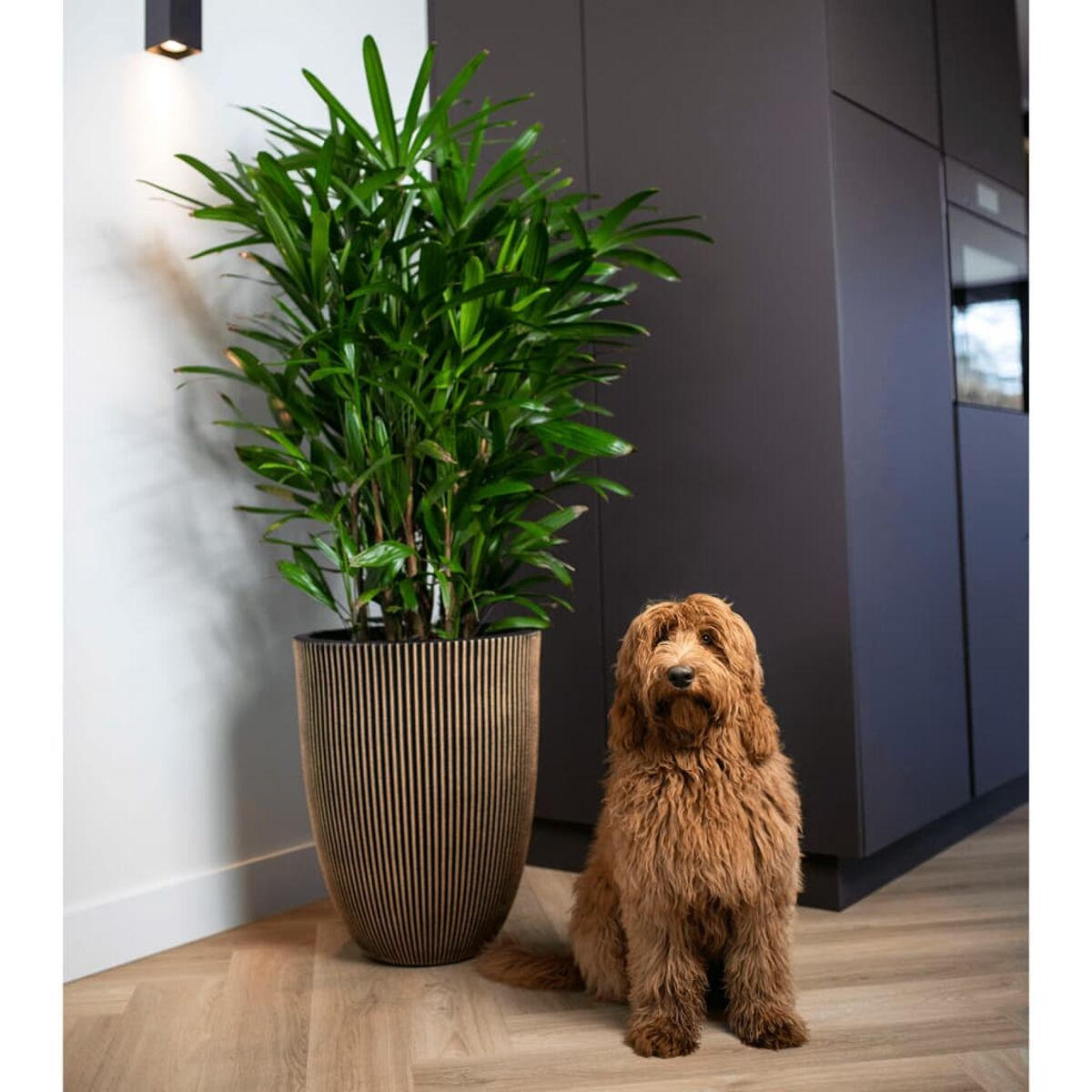 Große Pflanze in schwarzem Topf neben einem Golden Doodle. Weiße Wand, dunkler Schrank, Holzboden.