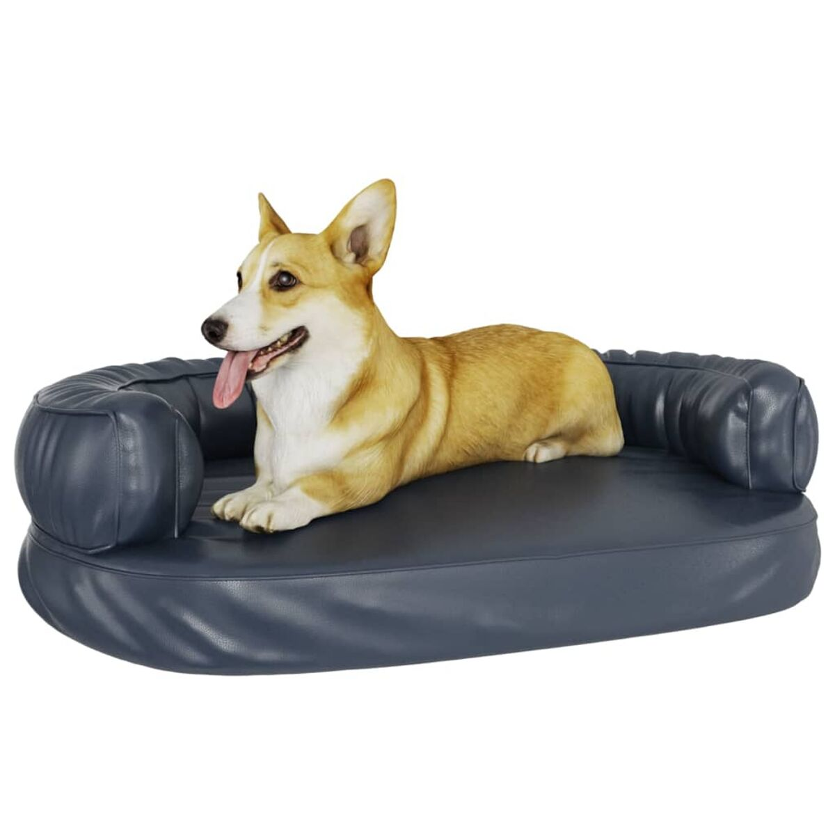 Corgi auf blauem Sofa. Ein Corgi liegt auf einem blauen Sofa mit herausgestreckter Zunge. Weißer Hintergrund.