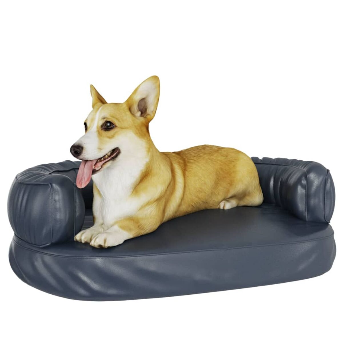 Corgi-Hund liegt auf einem blauen Sofa. Weißer Hintergrund.