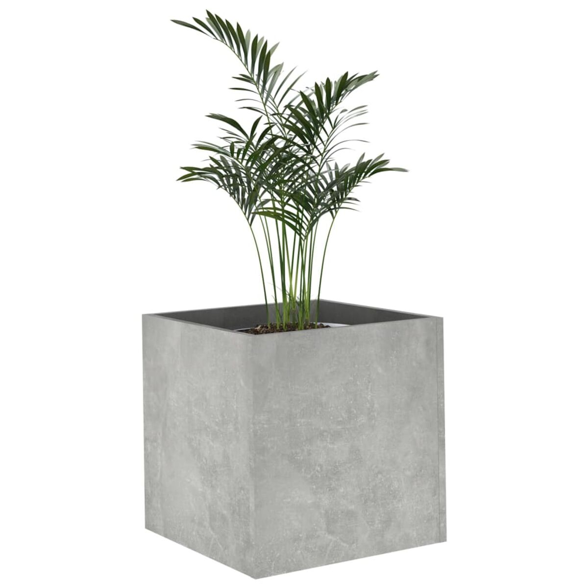 Topfpflanze. Quadratischer Beton-Topf mit einer grünen Pflanze. Weißer Hintergrund.