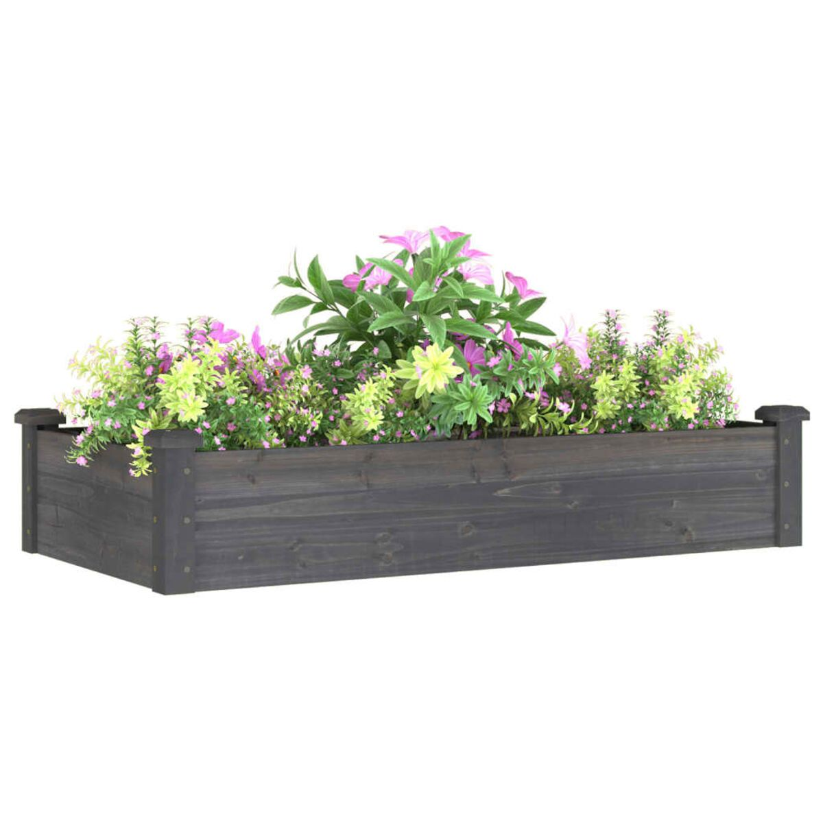 Holzblumenkasten gefüllt mit bunten Blumen und Grünzeug. Dunkle Holzoberfläche. Weißer Hintergrund.
