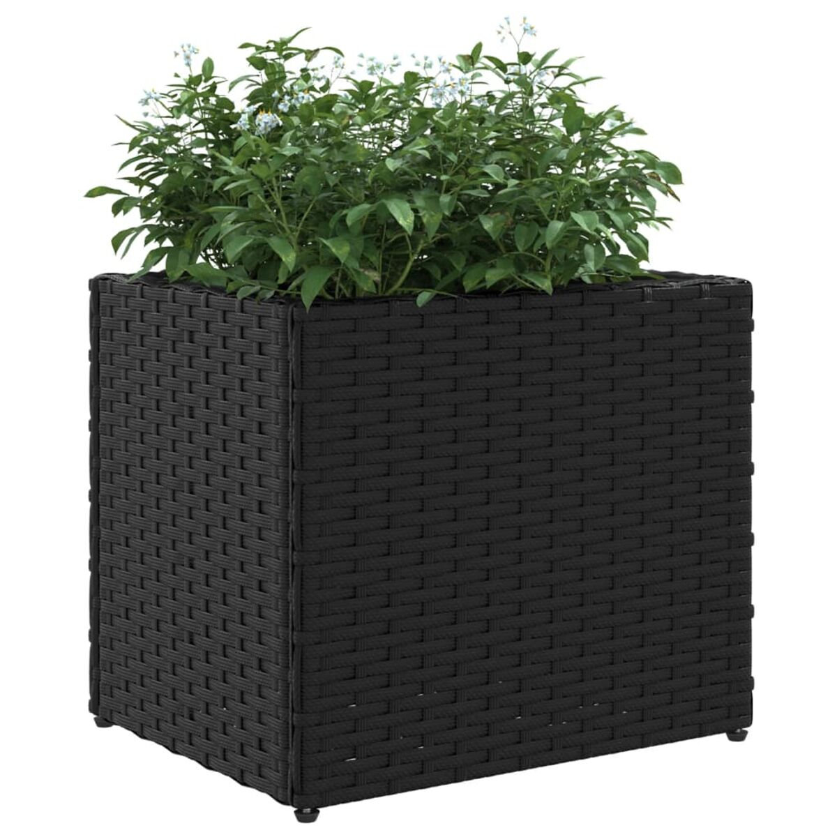 Un fioriera quadrata nera intrecciata con piante verdi e piccoli fiori bianchi.