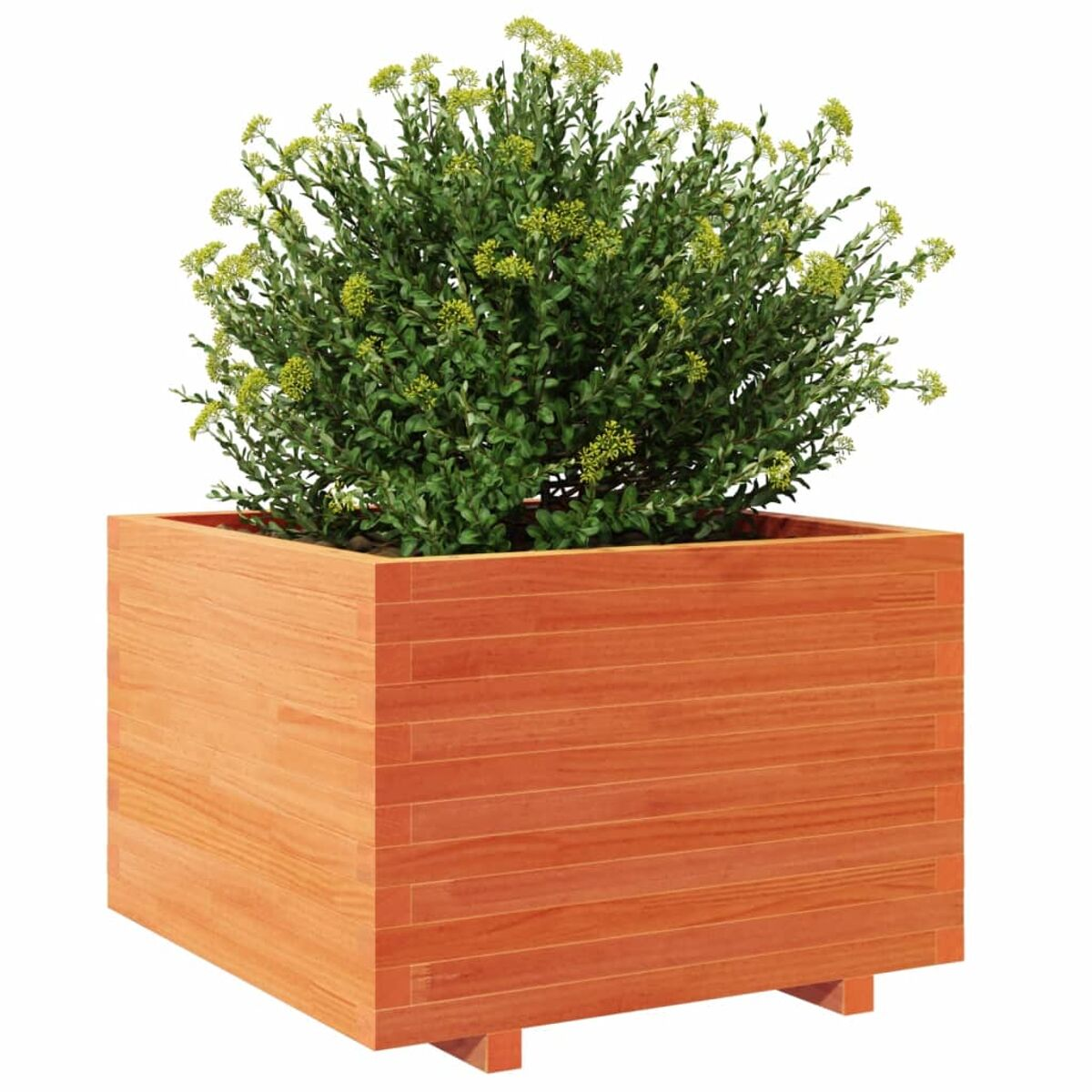 Holzpflanzgefäß mit grüner Pflanze. Braunes Holz, quadratische Form. Grüne Pflanze mit gelben Blüten.