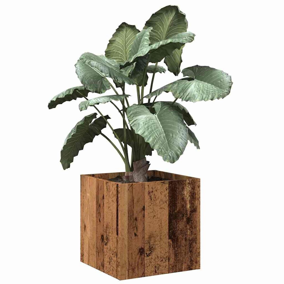 Una grande pianta in una fioriera di legno. La pianta ha grandi foglie verdi. La fioriera è quadrata.