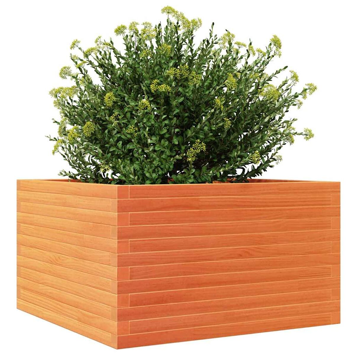 Quadratischer Holzpflanzer mit Busch. Weißer Hintergrund. Der Pflanzer hat horizontale Holzbretter.