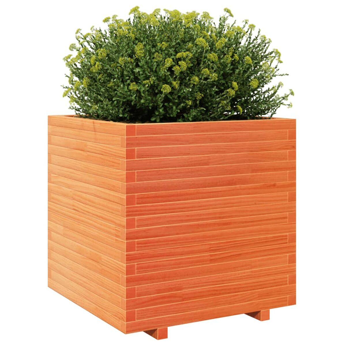 Quadratischer, orangefarbener Holzpflanzer mit einem grünen Busch auf weißem Hintergrund.