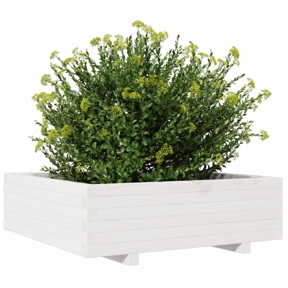 Ein weißer Holzpflanzkasten mit einer gr ünen Pflanze und gelben Blüten.