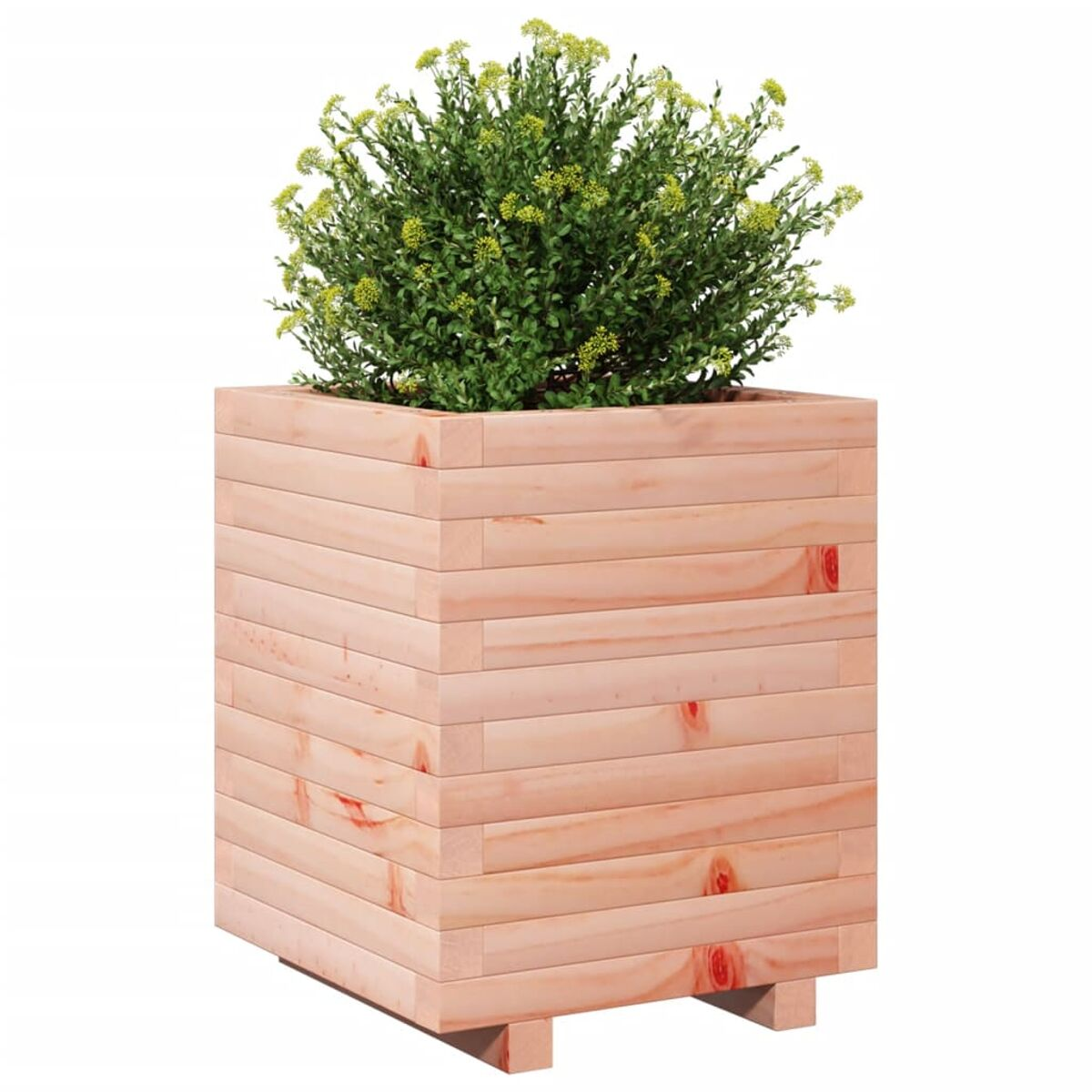 Ein quadratischer Holzpflanzkasten mit grünen Pflanzen auf weißem Hintergrund.