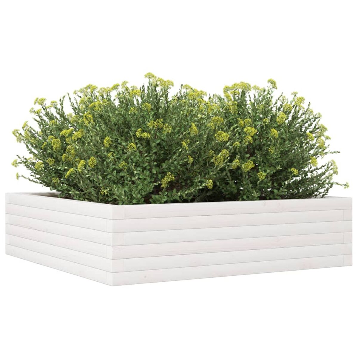 Weißer Holzpflanzkasten mit grünen Pflanzen und gelben Blüten. Weißer Hintergrund.