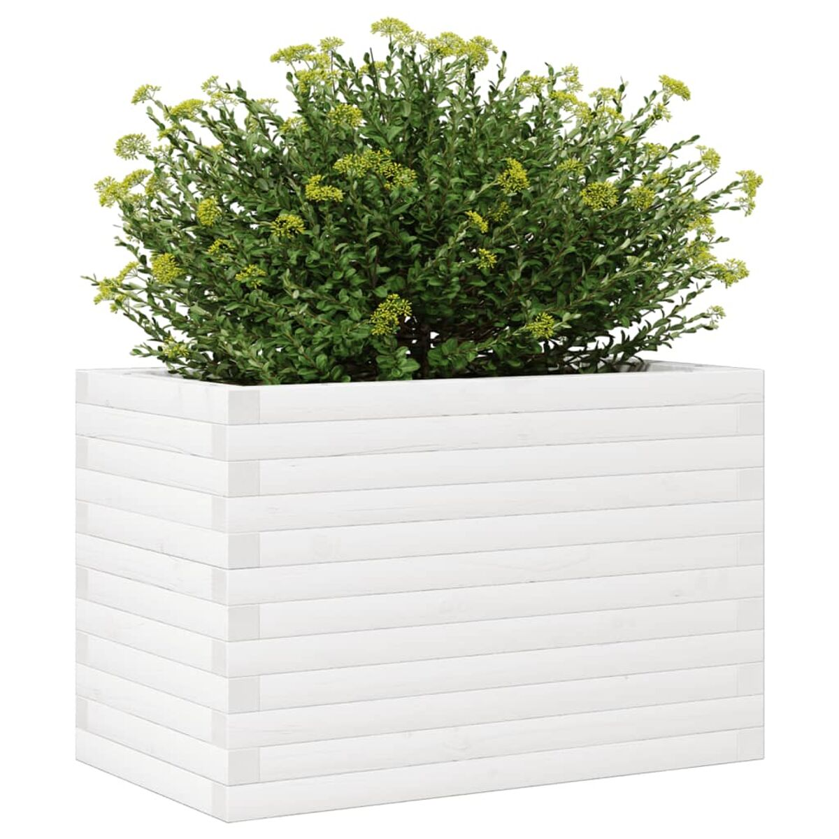 Weißer Pflanzkasten mit grüner Pflanze und gelben Blüten, isoliert auf weißem Hintergrund.