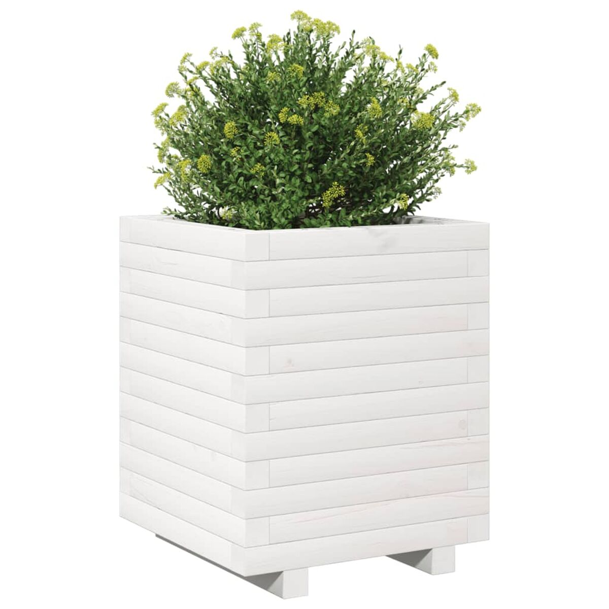 Weißer Holzpflanzer mit einer grünen Pflanze. Die Pflanze hat gelbe Blüten und ist buschartig.