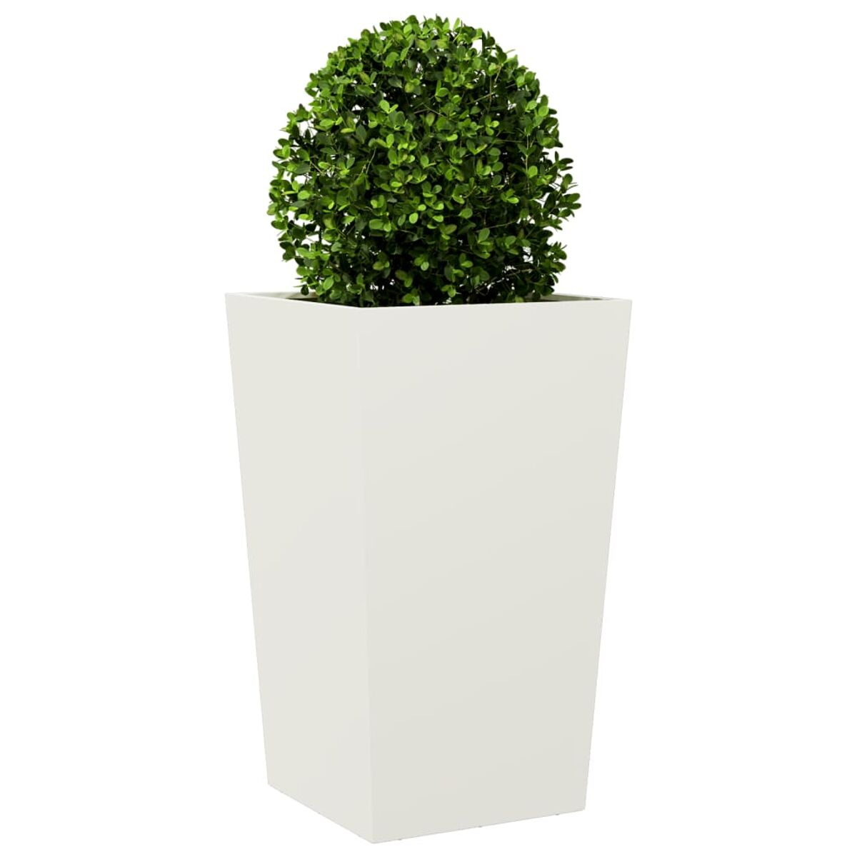 Un vaso bianco alto con una pianta verde rotonda in cima.