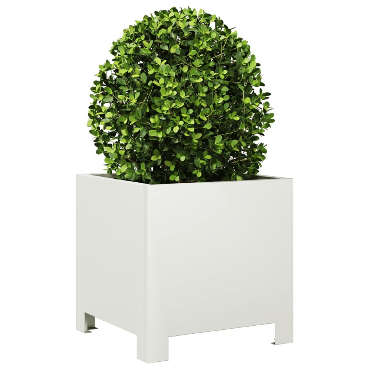 Fioriera quadrata bianca con un arbusto verde e rotondo, su sfondo bianco.