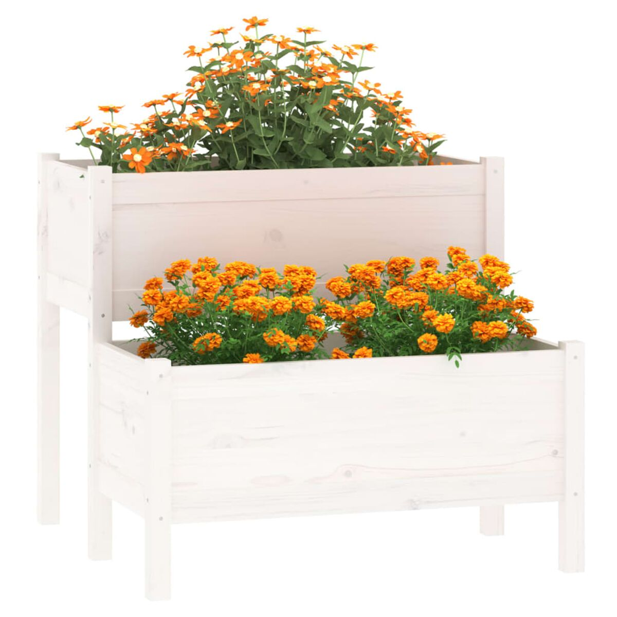 Zwei erhöhte weiße Gartenbeete mit orangefarbenen Blumen. Weißer Hintergrund.