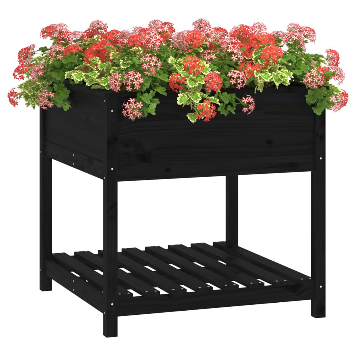 Ein schwarzes, erhöhtes Gartenbeet mit einem unteren Regal, gefüllt mit rot und grün blühenden Pflanzen.