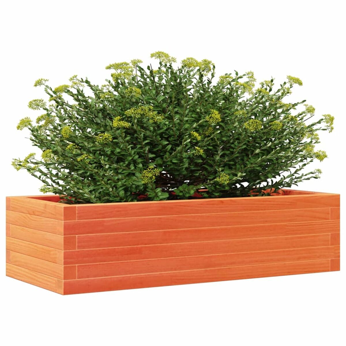 Orangener Holzpflanzkasten mit grüner Pflanze und gelben Blüten, isoliert auf Weiß.