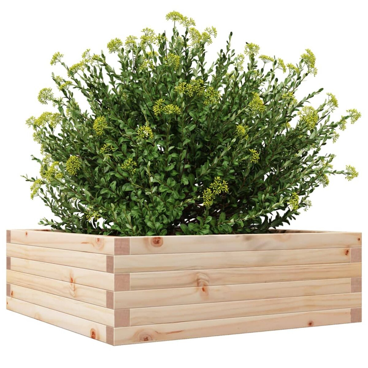 Holzpflanzkasten mit einem Busch. Busch ist grün mit gelben Blüten. Helles Holz.