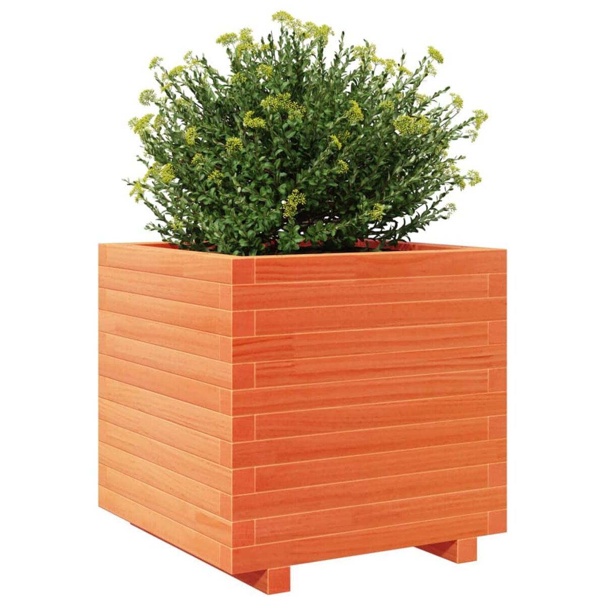 Oranger Holzpflanzkübel mit grünen Pflanzen. Quadratische Form. Weißer Hintergrund.
