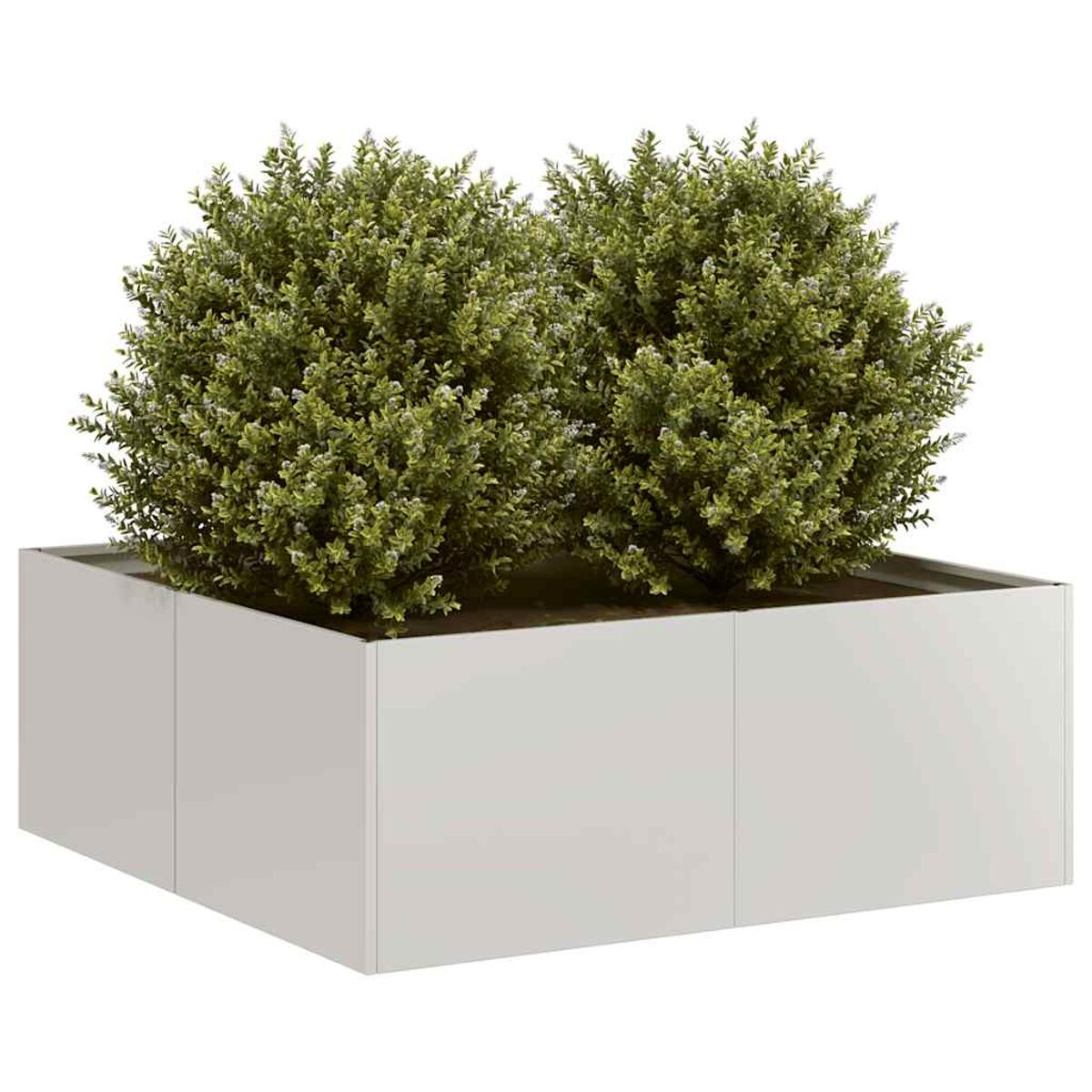 Fioriera rettangolare bianca con due cespugli verdi rotondi. Design moderno.