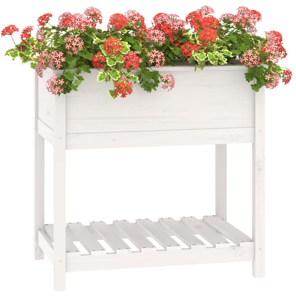 Weißer Holzpflanzkasten mit roten Blumen. Er hat ein Regal darunter. Weißer Hintergrund.