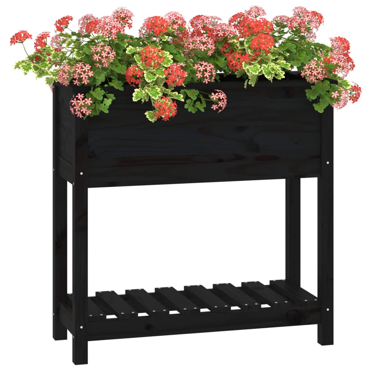 Schwarzer Holz-Pflanzkasten mit Blumen. Rote und rosa Blumen. Lattenregal. Weißer Hintergrund.