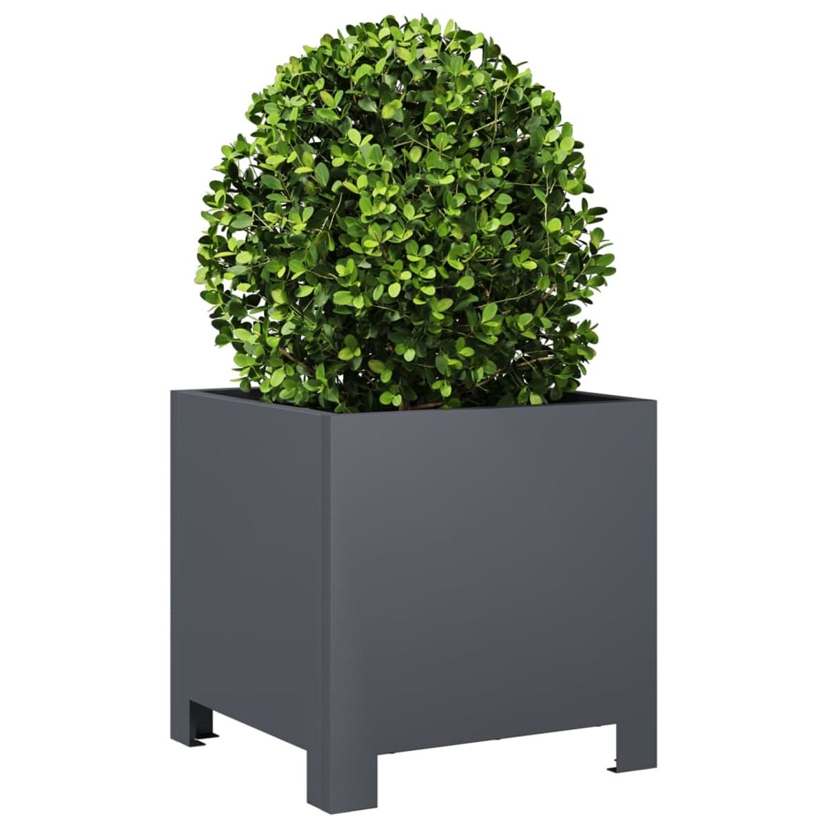 Fioriera quadrata grigio scuro con una pianta rotonda, verde e frondosa all'interno.