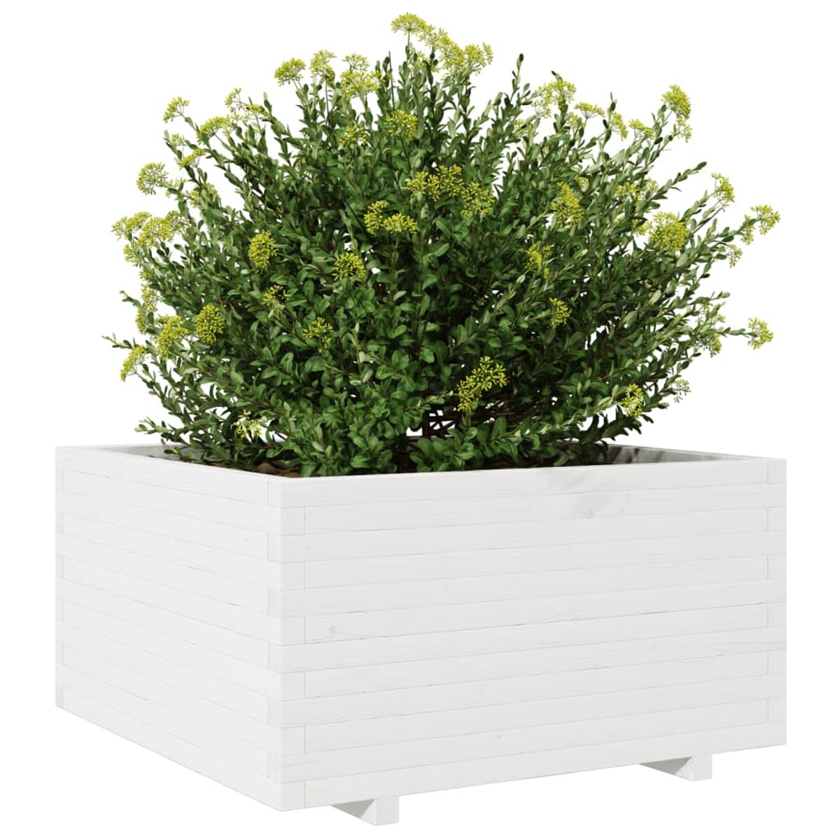 Eine quadratische weiße Holzpflanzkiste gefüllt mit einer grünen, blättrigen Pflanze mit kleinen gelben Blüten.