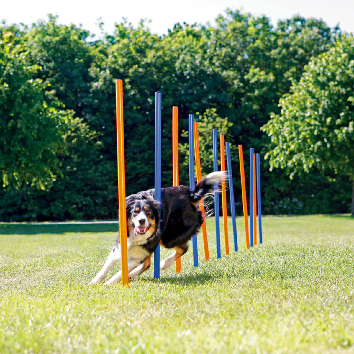 Un perro corriendo entre postes de agilidad en un campo de hierba bajo un cielo soleado.