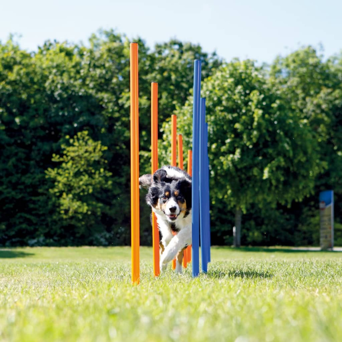 Un perro corre a través de postes de agilidad naranjas y azules en un campo de hierba.
