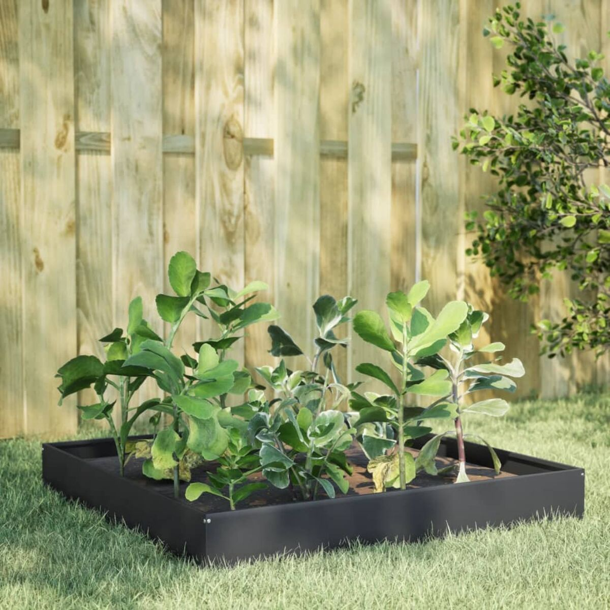 Schwarzes, quadratisches Gartenbeet mit grünen Pflanzen. Umgeben von Gras und Holzzaun.