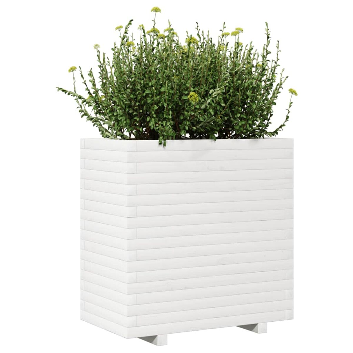 Weißer Pflanzkasten aus Holz mit grüner Pflanze. Die Pflanze hat gelbe Blüten.