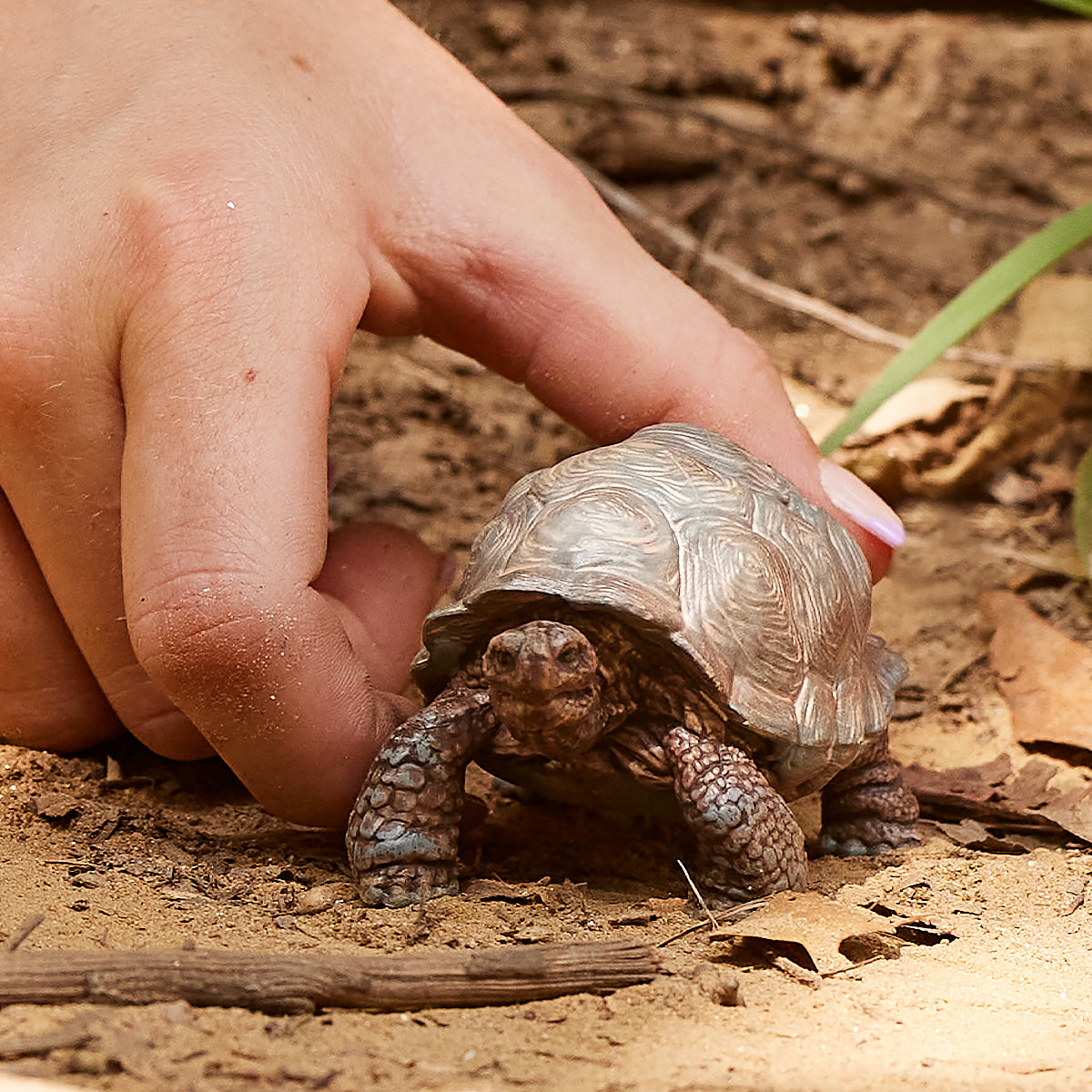 Eine Hand berührt eine kleine Schildkröte auf sandigem Boden. Schildkröte braun-grau.