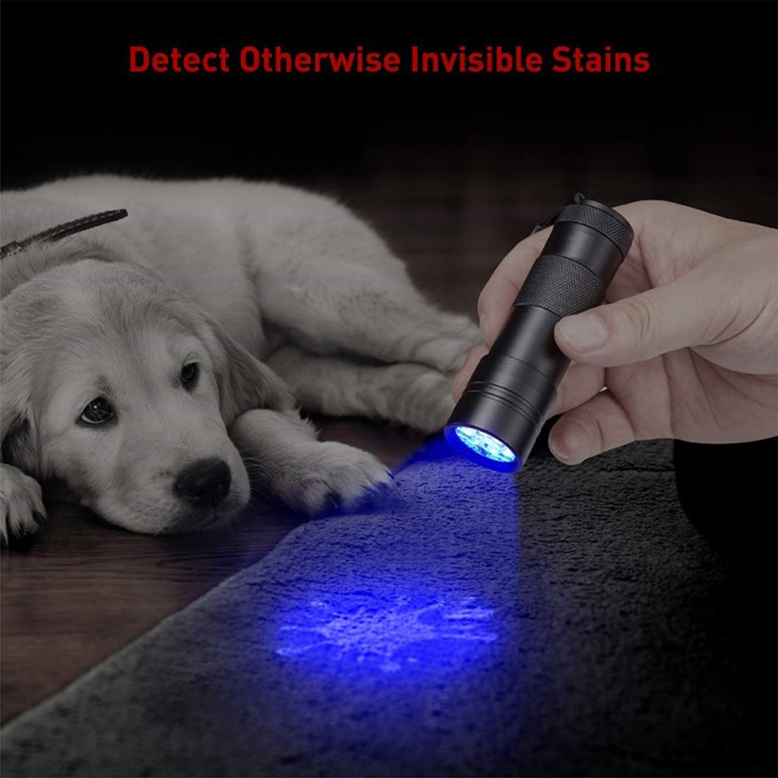 Ein kleiner Hund liegt auf einem grauen Teppich. Eine schwarze Taschenlampe leuchtet blau.