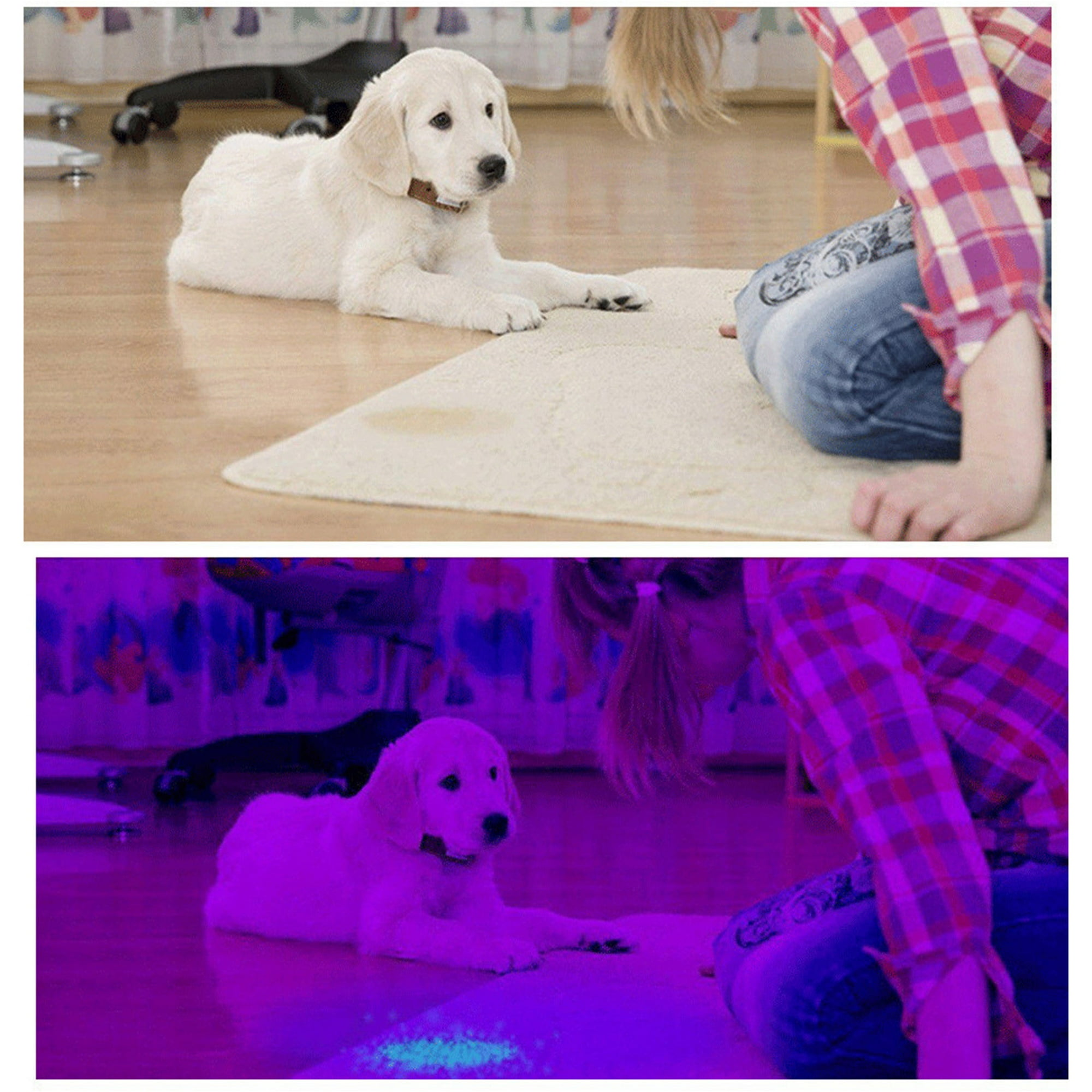 Ein Hund auf einem Teppich, mit einer Person, die den Teppich betrachtet, und ein zweites Bild zeigt Flecken mit UV-Licht.