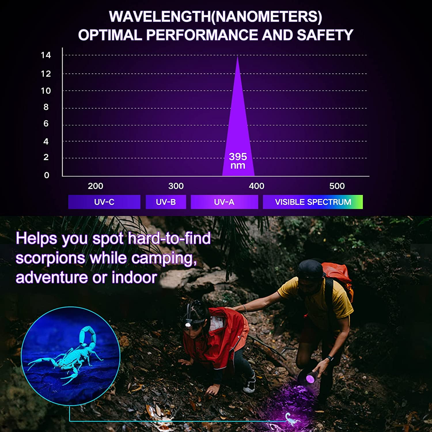 Diagramm, das ein UV-Lichtspektrum und eine Person zeigt, die nachts mit UV-Licht nach Skorpionen sucht.