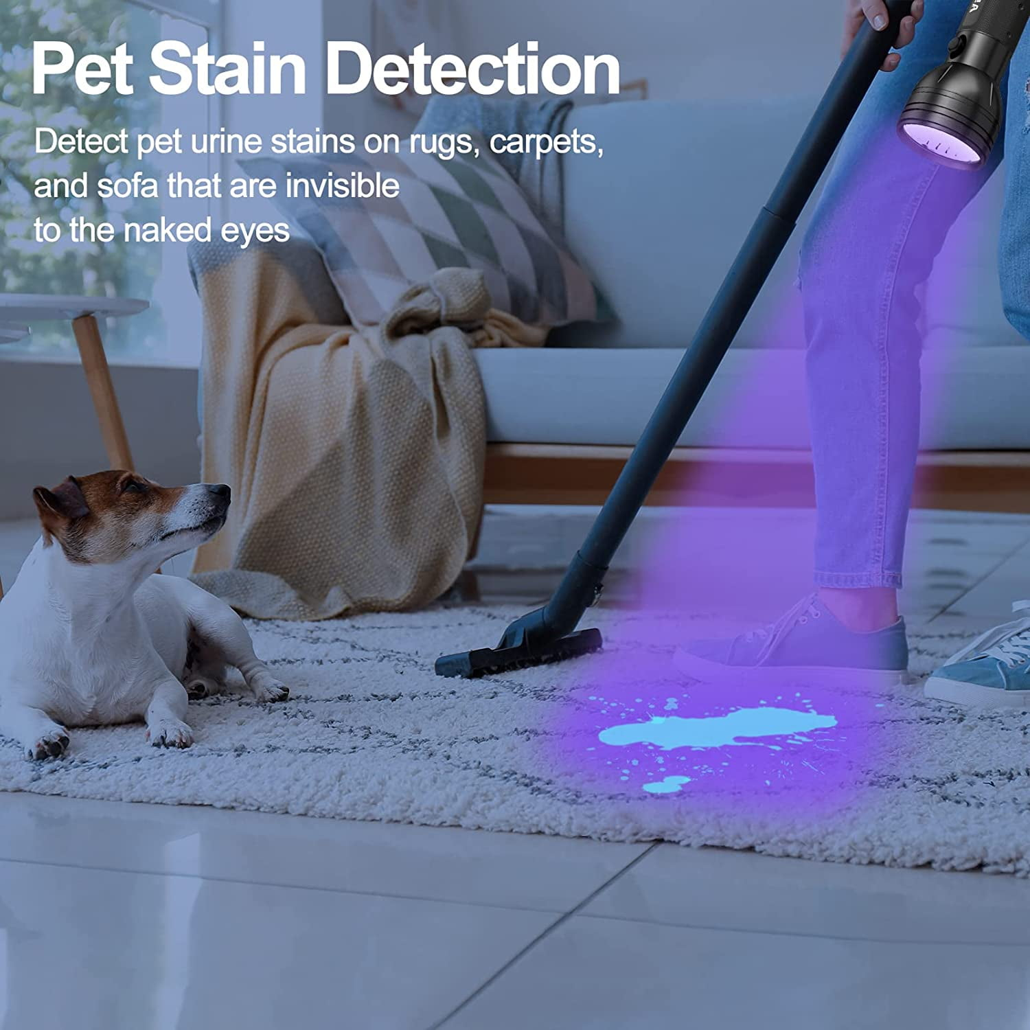 Eine Person verwendet UV-Licht, um Tierflecken auf einem Teppich zu erkennen. Ein Hund sitzt auf dem Teppich.