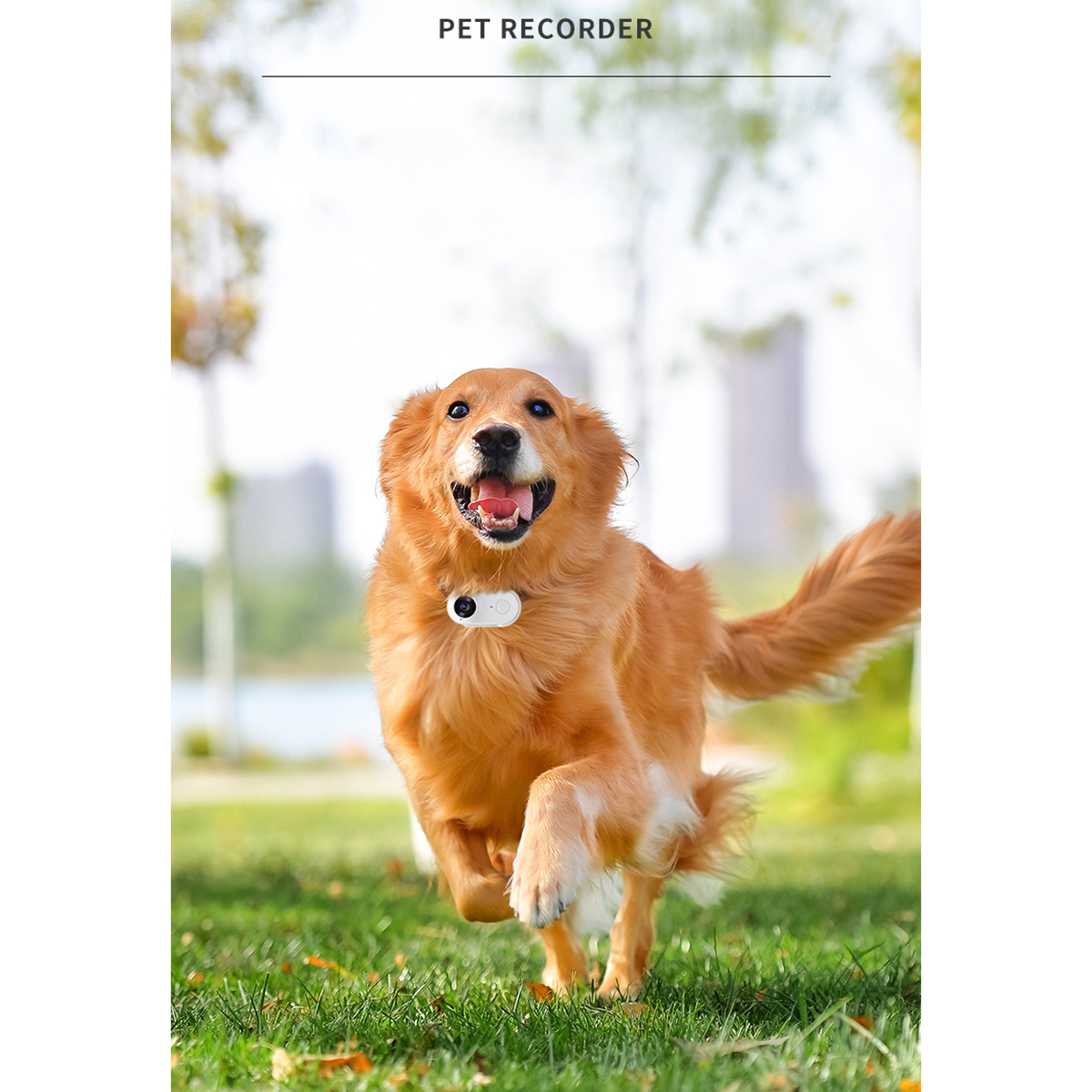 Golden Retriever-Hund, der auf Gras rennt, mit einer Haustierkamera am Halsband.