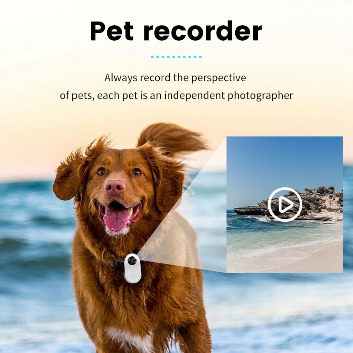 Hund mit Kamera. Ein Video wird in einer Strandszene abgespielt.