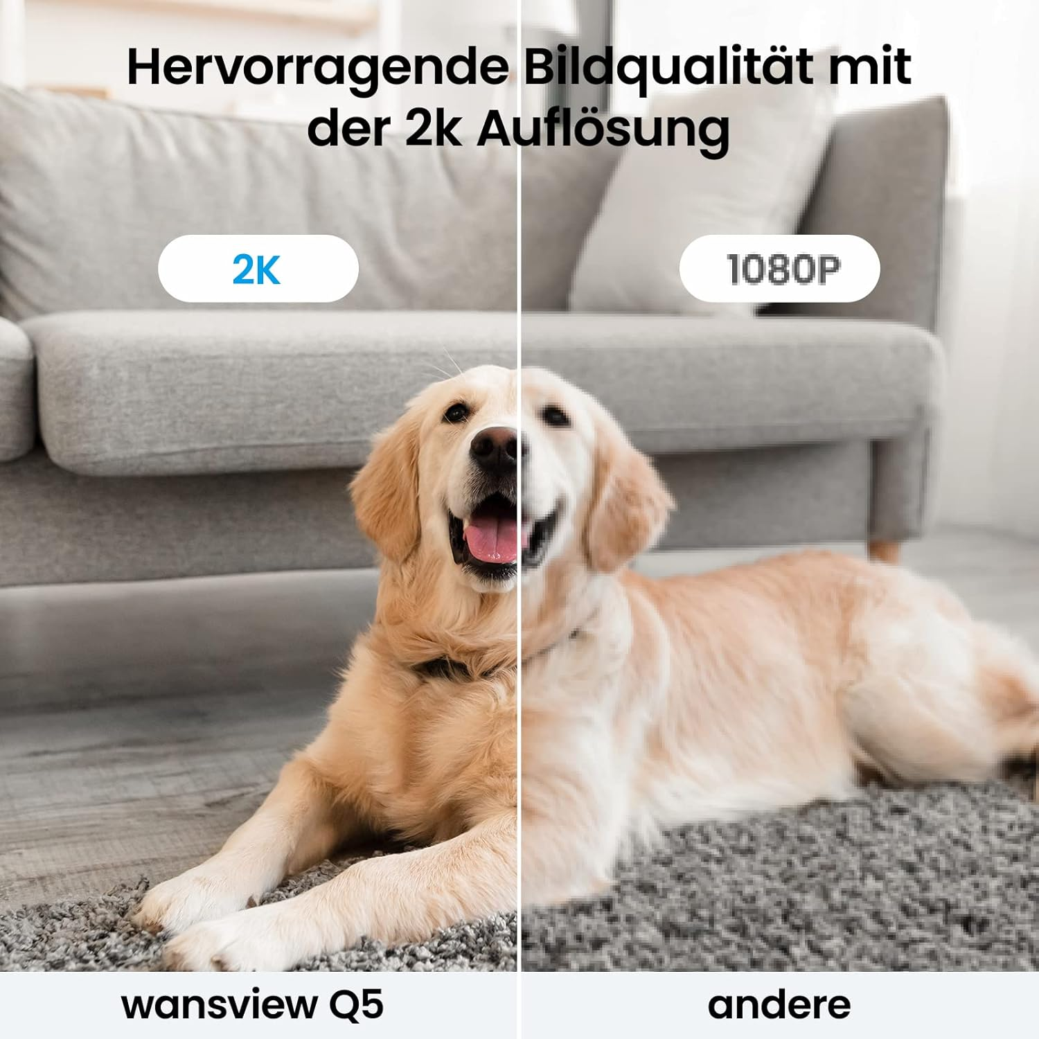 Ein direkter Vergleich der 2K- und 1080P-Auflösung, der einen Hund zeigt und die Bildqualität hervorhebt.