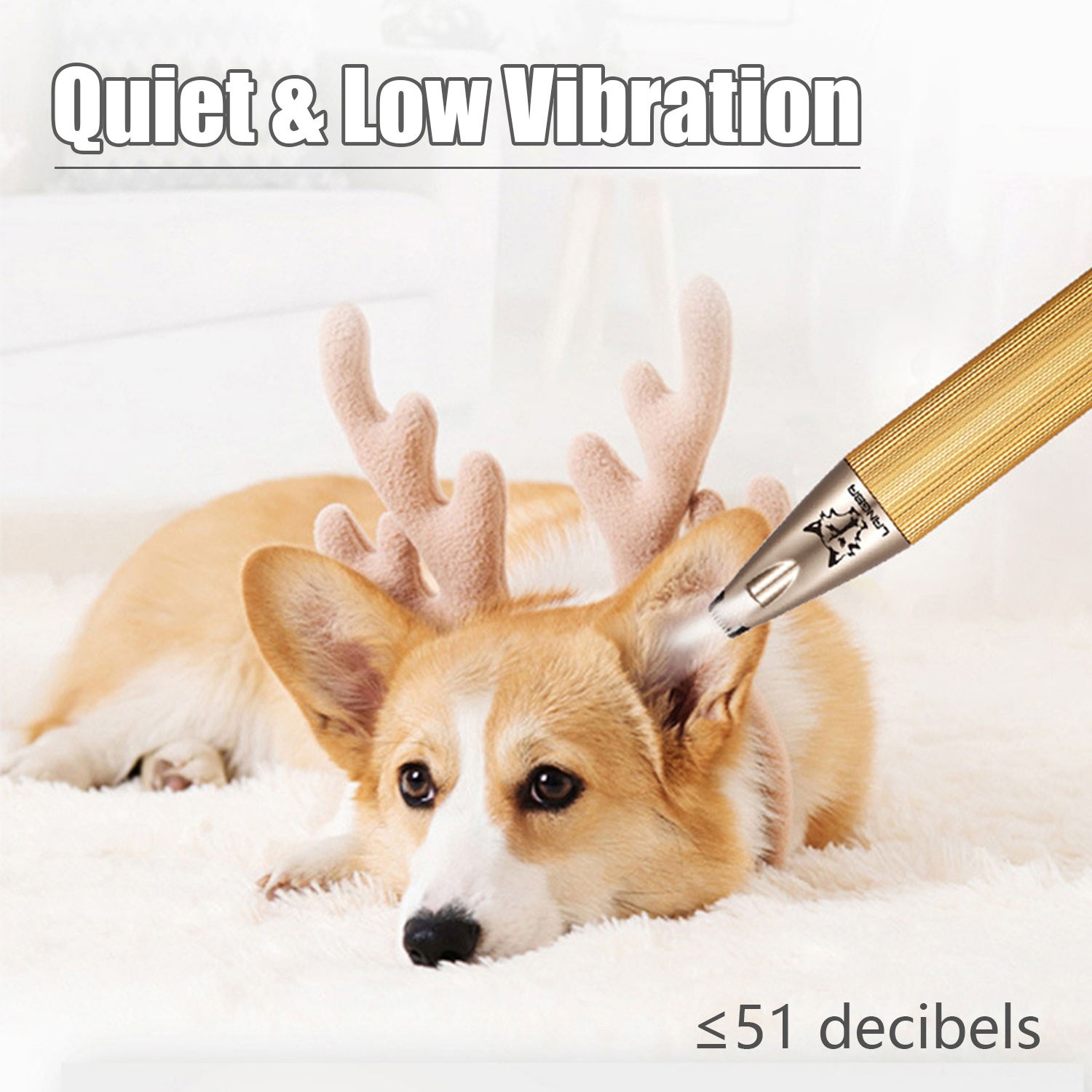 Pies z porożem ma przycinane ucho złotą maszynką.