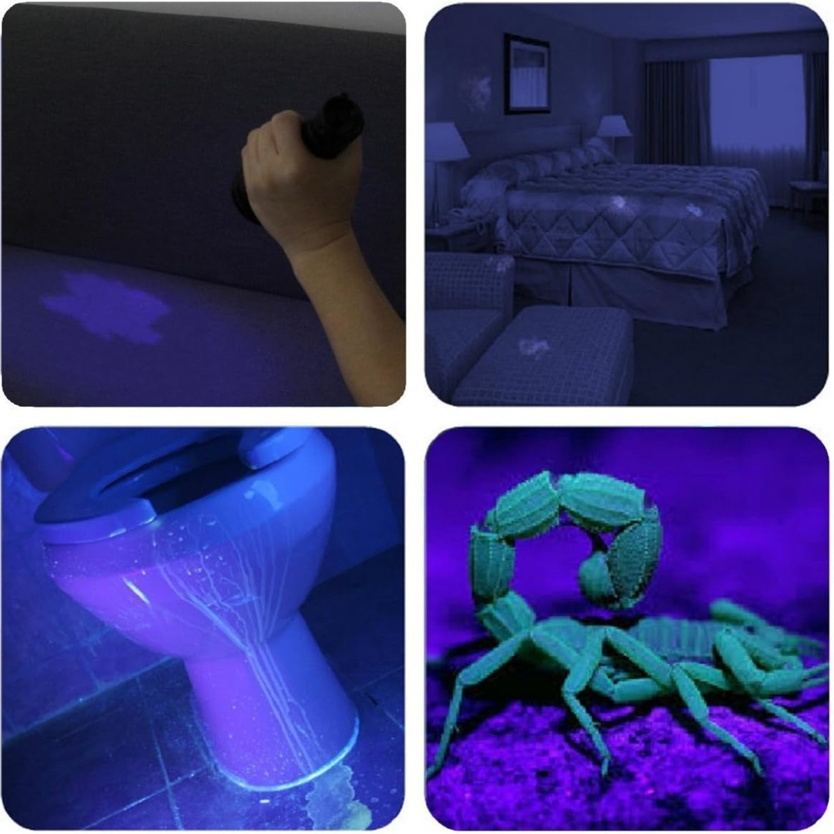 Vier Bilder mit UV-Licht, die Flecken auf Möbeln, Bad und einem Skorpion zeigen.